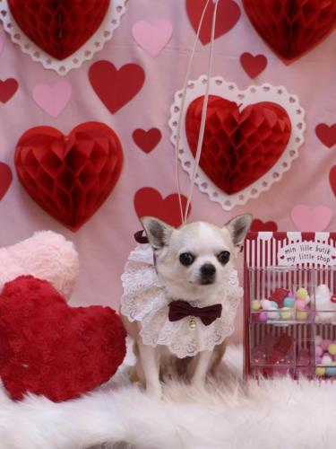 20240202マロンくん